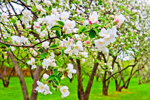 Apple blossom close-up. Shallow depth of field.