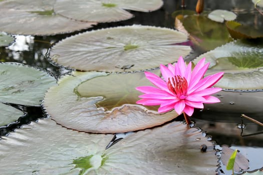 Pink lotus blossoms on pond 