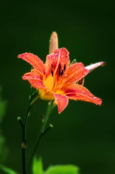 Orange Daylily After Summer Rain.