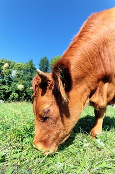 Wide angle view of a cow on green grass