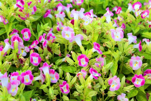 flower in garden under sunshine