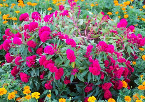 field with red flowers