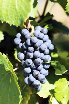 mature grape-vine waiting the harvesting in France