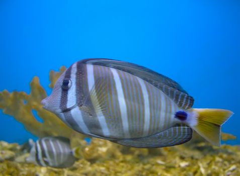 anemonefish