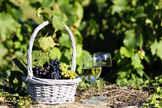 two glasses of wine and grapes in a basket in autumn