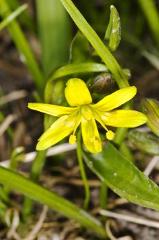 Gagea lutea, Yellow Star