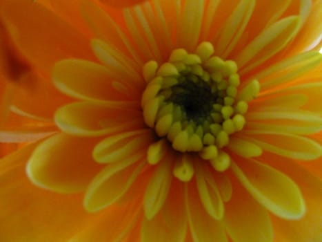 chrysanthemum closeup as a background image