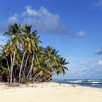 caribbean beach with palm trees and blue sky