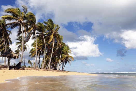 caribbean beach with palm trees and clouds