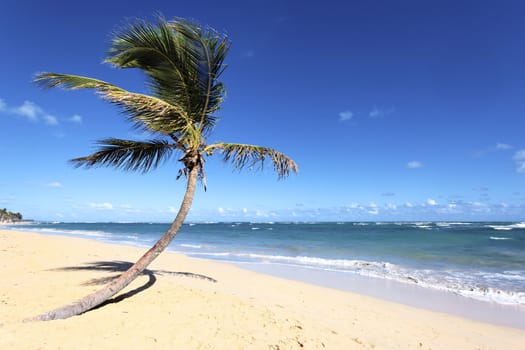 lonely palm tree on a beach with ocean and sky