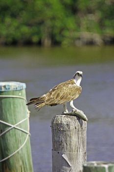 Osprey (Pandion haliaetus)