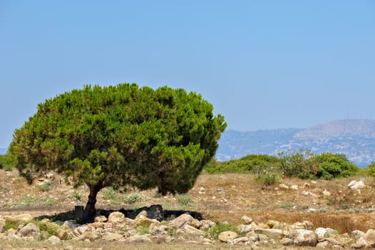 Typical cyprus nature landscape