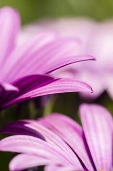 Purple daisy flowers in full bloom under the sun