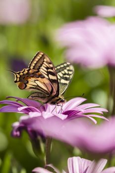 Swallowtail butterfly sucking nectar from purple daisy flowers