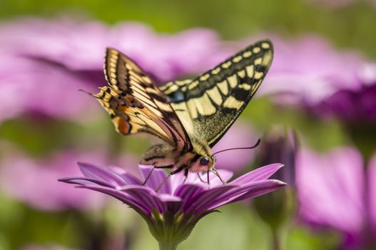 Swallowtail butterfly sucking nectar from purple daisy flowers