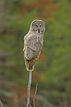 Great Gray Owl (Strix nebulosa)