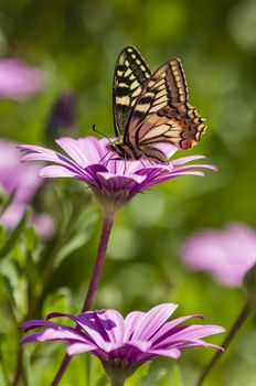 Swallowtail butterfly sucking nectar from purple daisy flowers