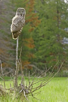 Great Gray Owl (Strix nebulosa)