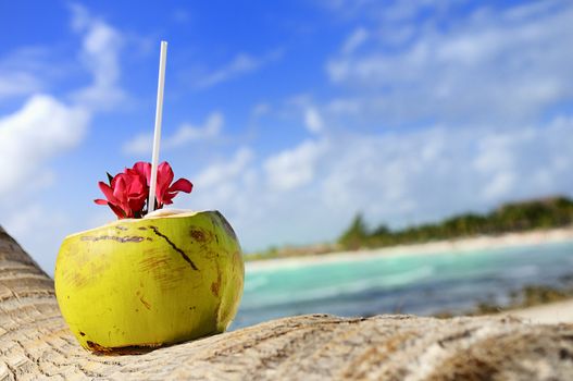 Coconut with drinking straw on a palm tree at the sea