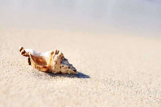 sea shells with sand as background