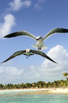 Two beautiful seagull ias flying in a blue sky