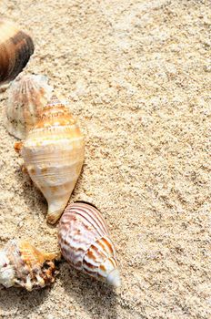 sea shells with sand as background