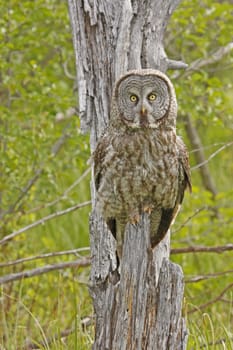 Great Gray Owl (Strix nebulosa)