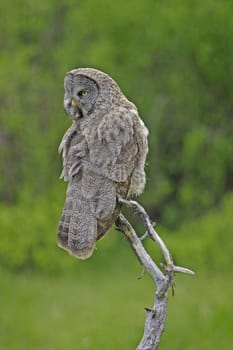 Great Gray Owl (Strix nebulosa)