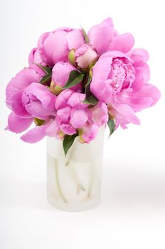 Beautiful pink peony isolated on white, studio shooting