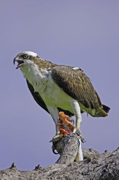 Osprey (Pandion haliaetus)