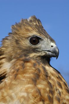 Red-tailed Hawk (Buteo jamaicensis)