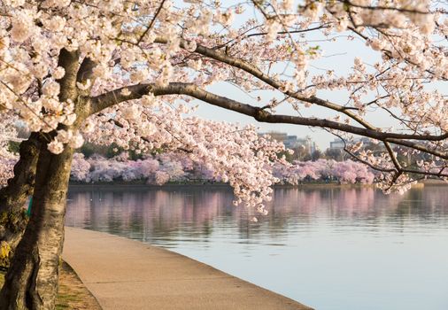 Detailed photo of a bunch of bright japanese cherry blossom flowers by path around tidal basin in Washington DC