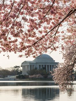 Jefferson Memorial at dawn by Tidal Basin and surrounded by pink Japanese Cherry blossoms with the monument lit by the rising sun at dawn