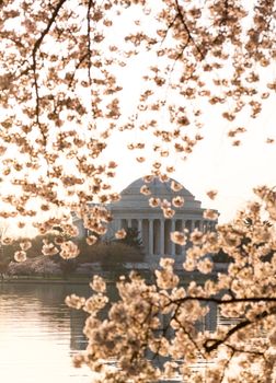 Jefferson Memorial at dawn by Tidal Basin and surrounded by pink Japanese Cherry blossoms with the monument lit by the rising sun at dawn