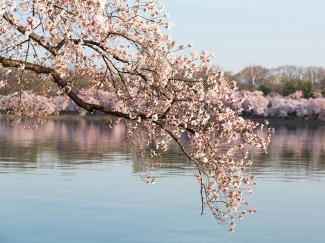 Detailed photo of a bunch of bright japanese cherry blossom flowers set against a defocused pink background of tidal basin in Washington DC