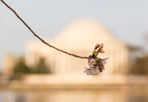 Jefferson Memorial at dawn by Tidal Basin and surrounded by pink Japanese Cherry blossoms with the monument defocused to provide focus on flower blossom