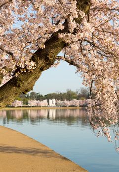 Detailed photo of a bunch of bright japanese cherry blossom flowers by path around tidal basin in Washington DC