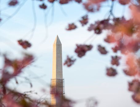 Washington Monument by Tidal Basin and surrounded by pink Japanese Cherry blossoms. Scaffolding on tower to repair earthquake damage