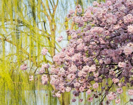 Detailed photo of a bunch of bright japanese cherry blossom flowers in Washington DC against weeping willow to give warm floral image
