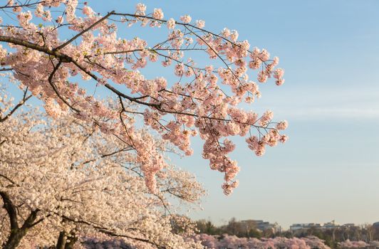 Detailed photo of a bunch of bright japanese cherry blossom flowers set against a blue sky background to give warm floral image