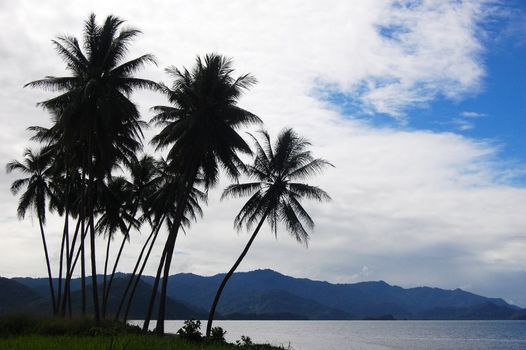 Palms at sea coast, Papua New Guinea