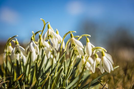 Closeup of snowdrops in the spring in sunny weather