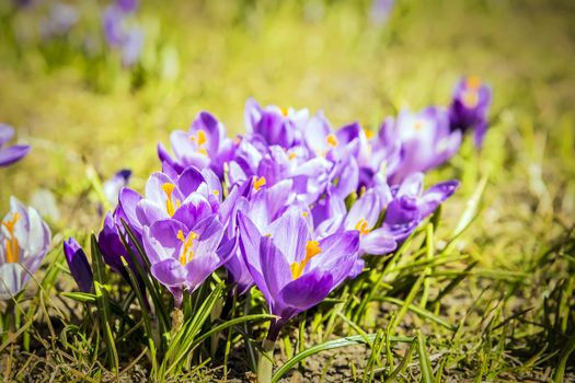 Crocus flowers in a green meadow on a sunny day in spring