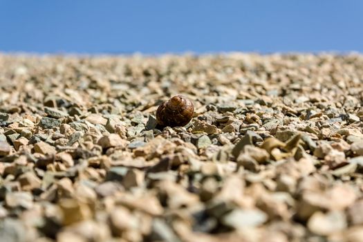 Snail on the rocks against the blue sky