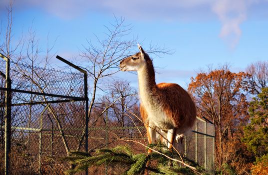 Lama In Zoo. Portrait of Llama in sunlight.