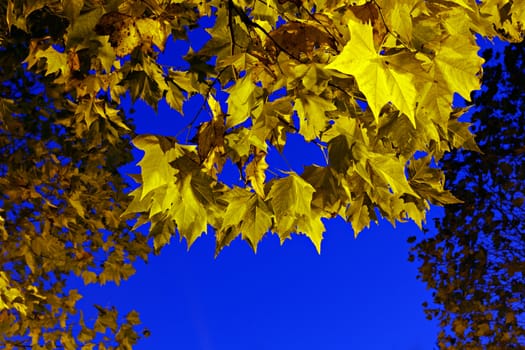 Fall yellow maple leaves in the blue sky