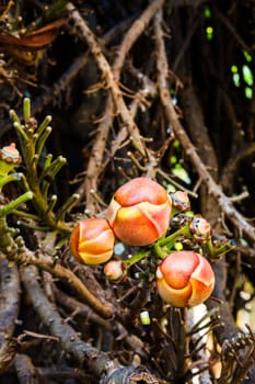 Young cannonball tree flowers