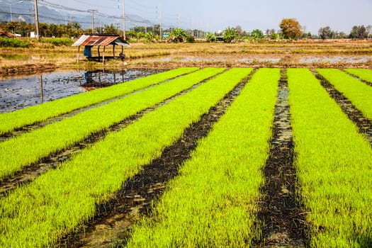 Paddy field in north thailand