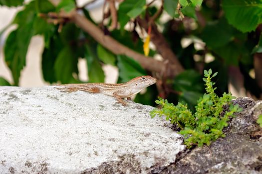 Lizard on a rock in the park