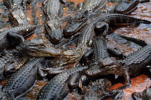 Small crocodiles in crocodile farm